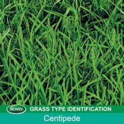 Scotts Turf Builder Centipede Grass Full Sun Grass Seed And Mulch 5 Lb -Toro Shop 13b56147 be42 4b5d b0c1 aeaccde5e0e6