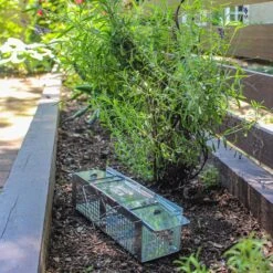 Havahart Small Live Catch Cage Trap For Mice 1 Pk -Toro Shop 65f865c2 cd00 4482 aaa1 6db33597218b