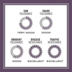 Pennington Annual Ryegrass Full Sun/Light Shade Grass Seed 50 Lb -Toro Shop 6648663d 0b06 4921 bae9 d57a80c24d4e