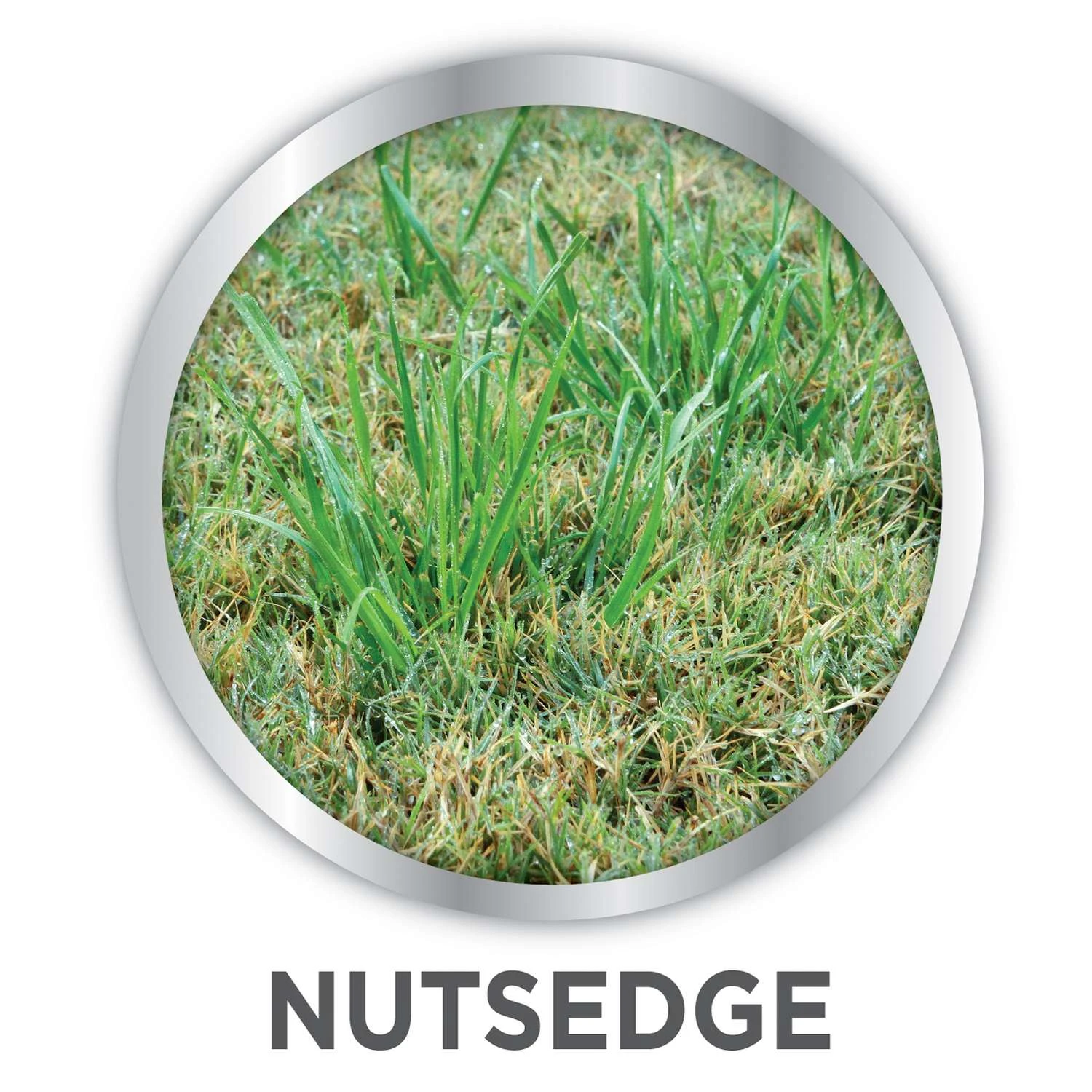 Lilly Miller Image Nutsedge Killer RTS Hose-End Concentrate 32 Oz 2 Lilly Miller Image Nutsedge Killer RTS Hose-End Concentrate 32 Oz - Image 2