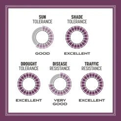 Pennington The Rebels Tall Fescue Grass Partial Shade/Sun Grass Seed 20 Lb -Toro Shop 6f0abaa9 5954 4890 b066 3935ea65b4cd