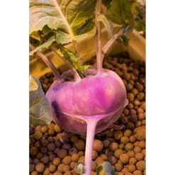 Mother Earth Hydroton Brown Clay Pebbles 10 Lb -Toro Shop 70bf7c41 946c 482b a01d 03a40af20d4d