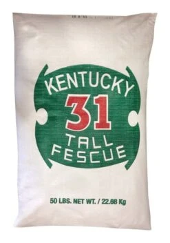 Barenbrug Kentucky 31 Tall Fescue Grass Full Sun/Medium Shade Grass Seed 50 Lb