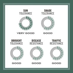 Pennington Kentucky 31 Tall Fescue Grass Sun Or Shade Grass Seed 20 Lb -Toro Shop a724bbe6 38ec 41b7 ac06 57fc8ed91f22