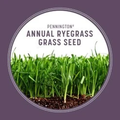 Pennington Annual Ryegrass Full Sun/Light Shade Grass Seed 50 Lb -Toro Shop af13d1a0 baaa 4202 9ea8 b3327053a480