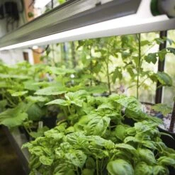 Feit Grow Fixtures Hydroponic Grow Light 19 W -Toro Shop d560008c 45a3 4408 b0ad 1da8fb3c8e96