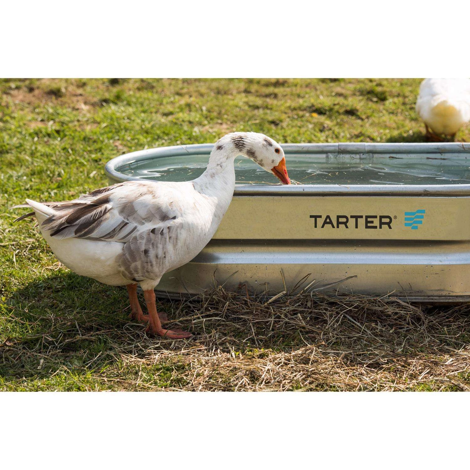 Tarter 40 Gal Stock Tank For Livestock 3 Tarter 40 Gal Stock Tank For Livestock - Image 3