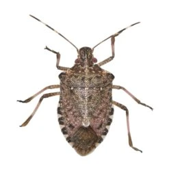 BUGG BUGGSLAYER Stink Bug Killer Liquid Concentrate 16 Oz -Toro Shop e06670ad ce69 430c 8e59 bab1bdb67172