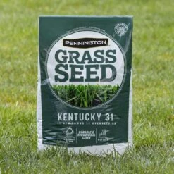 Pennington Kentucky 31 Tall Fescue Grass Sun Or Shade Grass Seed 40 Lb -Toro Shop f059f6e4 662c 4a42 9772 f6c000aec814